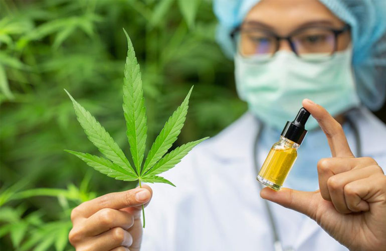 Hemp Oil Cannabis Sativa Plant