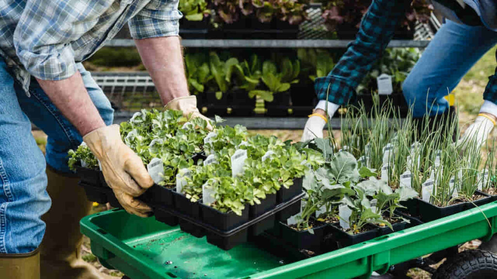 Crop couple of farmers picking containers with assorted plants