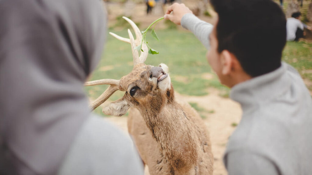 Man feeding deer in zoo enclosure